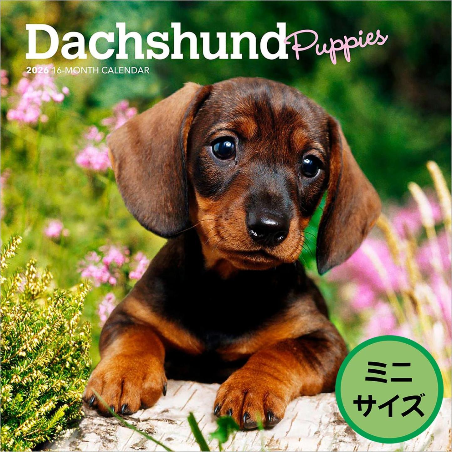 送料無料！輸入版 / 2026年版<br>子犬のダックスフンド ミニカレンダー / ブラウントラウト<br>【クリックポスト対応／代引き不可】