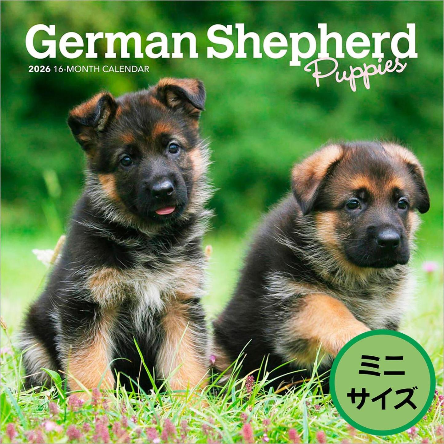 送料無料！輸入版 / 2026年版<br>子犬のジャーマン・シェパード ミニカレンダー / ブラウントラウト<br>【クリックポスト対応／代引き不可】