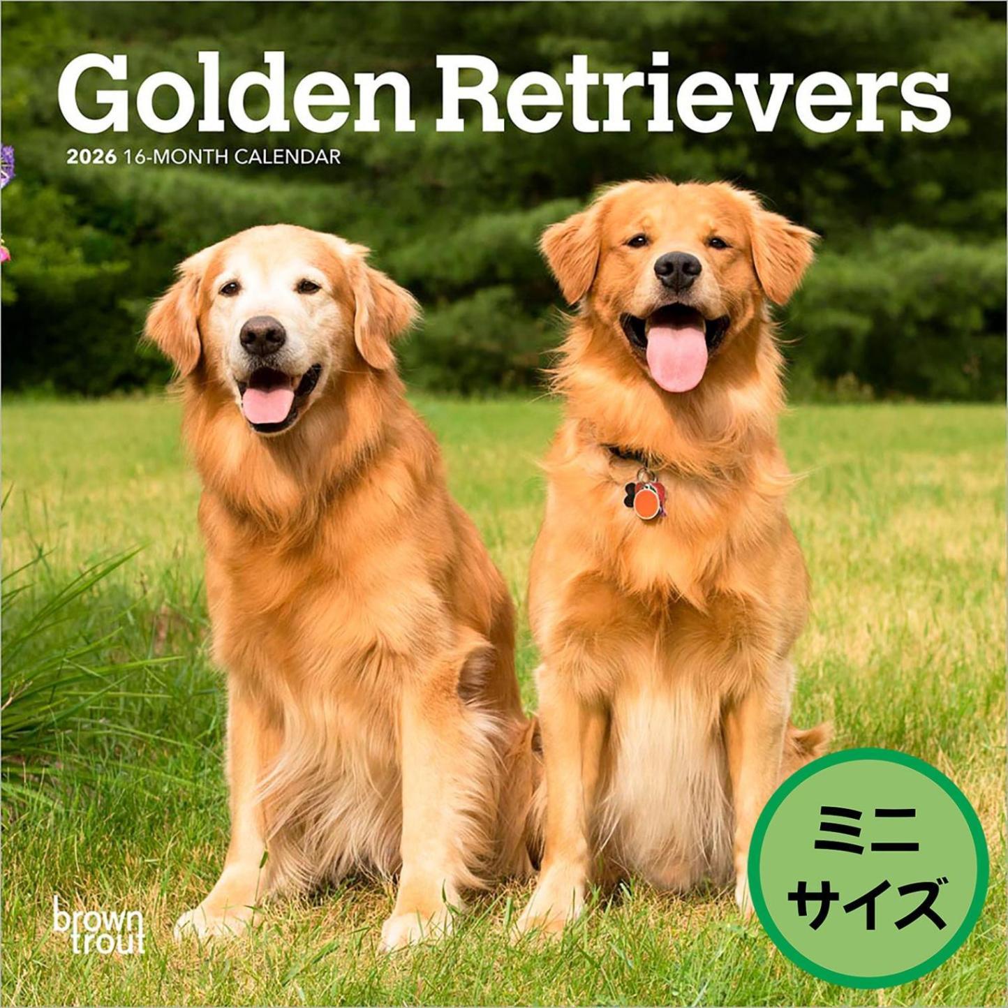 送料無料！輸入版 / 2026年版<br>ゴールデン・レトリバー ミニカレンダー / ブラウントラウト<br>【クリックポスト対応／代引き不可】