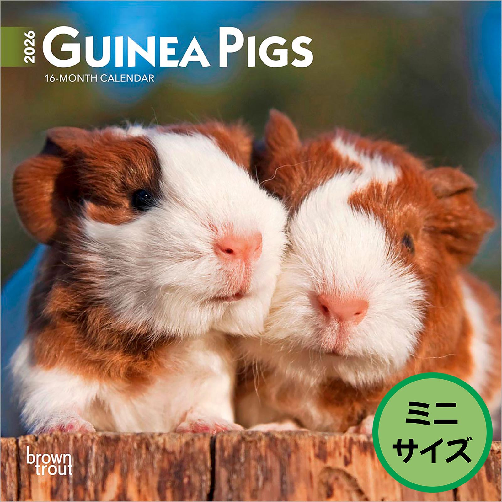 送料無料！輸入版 / 2026年版<br>モルモット ミニカレンダー / ブラウントラウト<br>【クリックポスト対応／代引き不可】