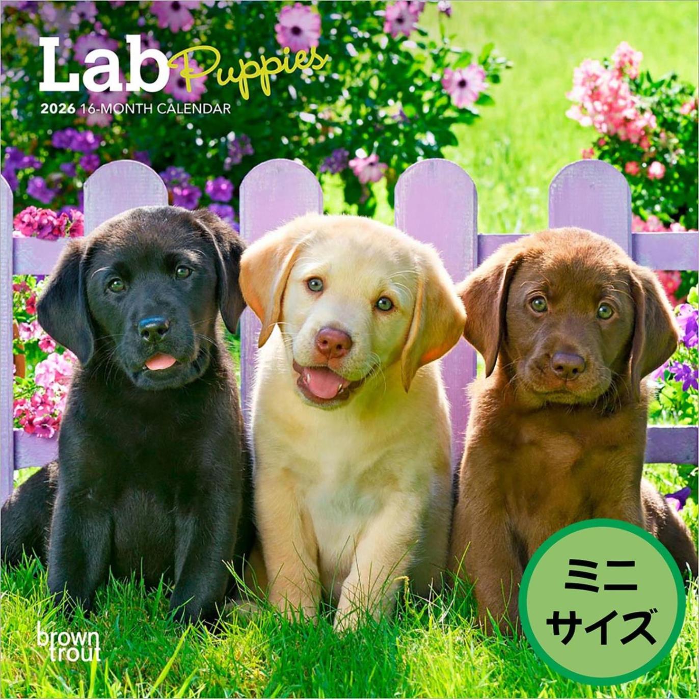 送料無料！輸入版 / 2026年版<br>子犬のラブラドール・レトリバー ミニカレンダー / ブラウントラウト<br>【クリックポスト対応／代引き不可】