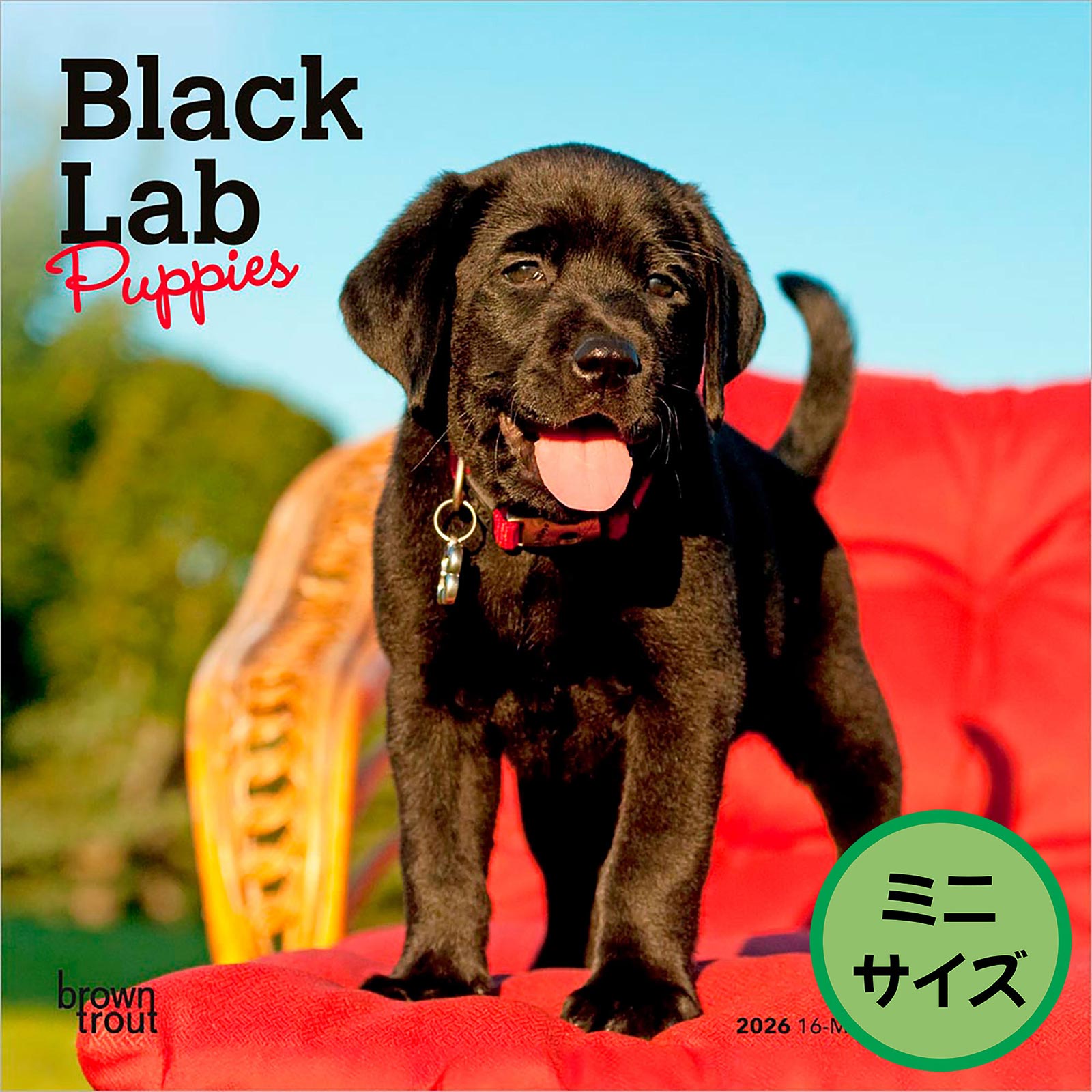 送料無料！輸入版 / 2026年版<br>子犬のブラック・ラブラドール・レトリバー ミニカレンダー / ブラウントラウト<br>【クリックポスト対応／代引き不可】