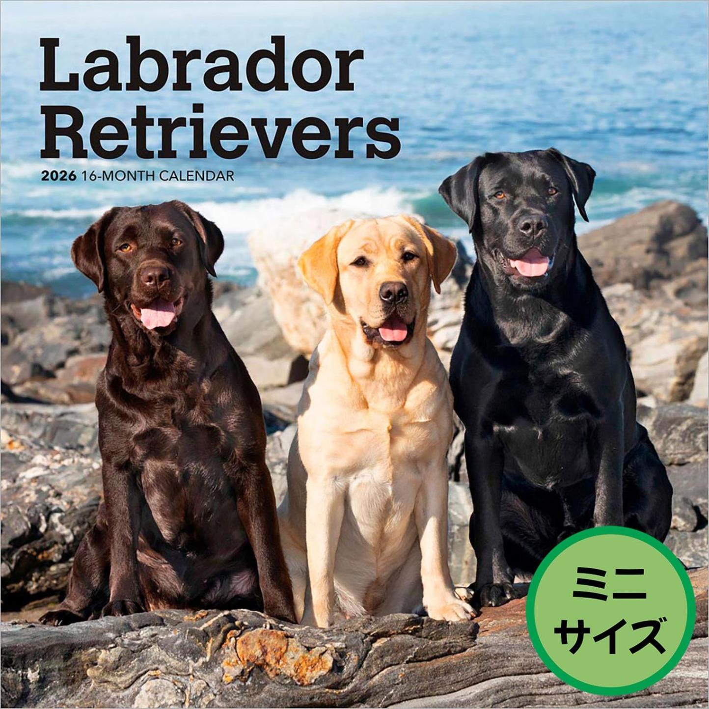 送料無料！輸入版 / 2026年版<br>ラブラドール・レトリバー ミニカレンダー / ブラウントラウト<br>【クリックポスト対応／代引き不可】