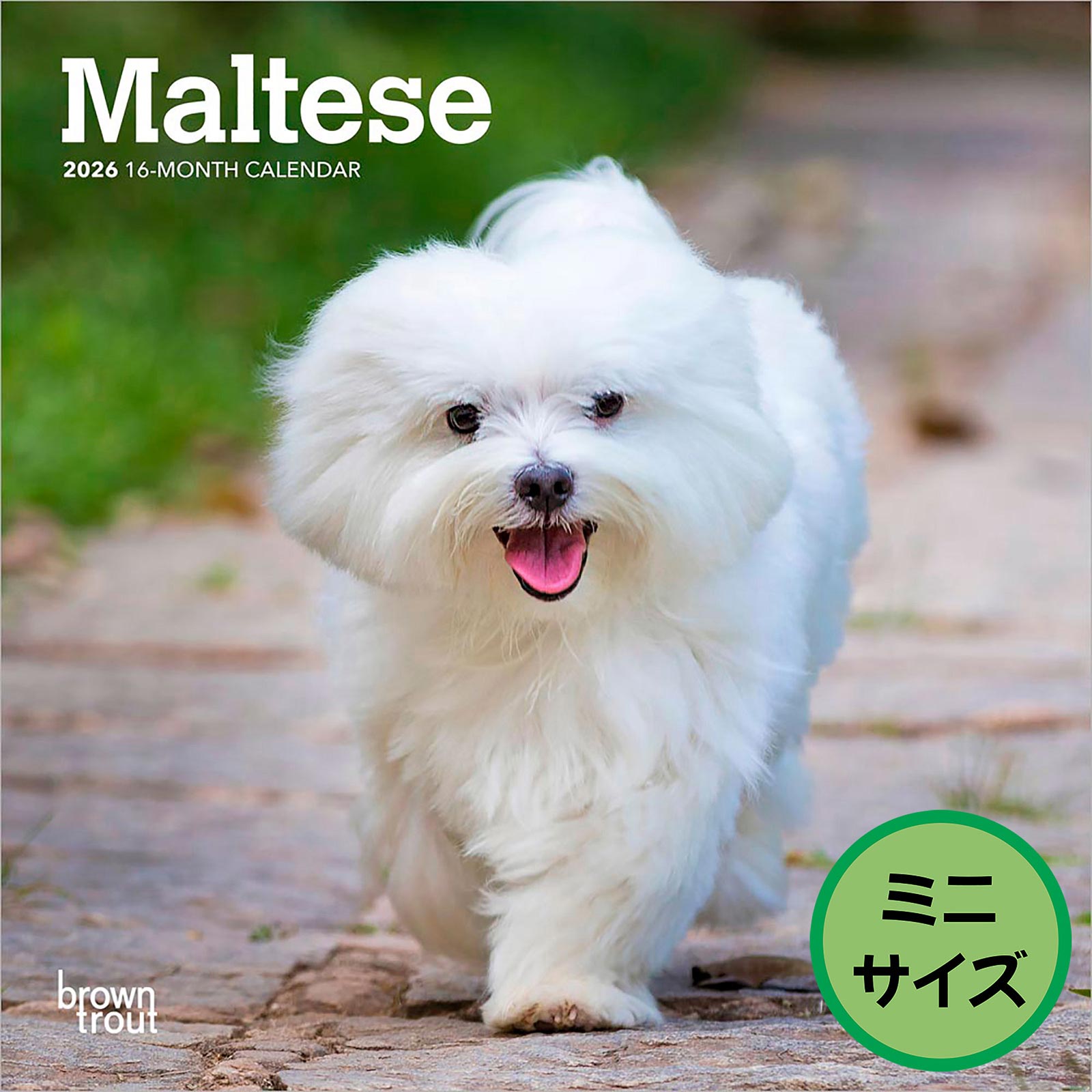 送料無料！輸入版 / 2026年版<br>マルチーズ ミニカレンダー / ブラウントラウト<br>【クリックポスト対応／代引き不可】