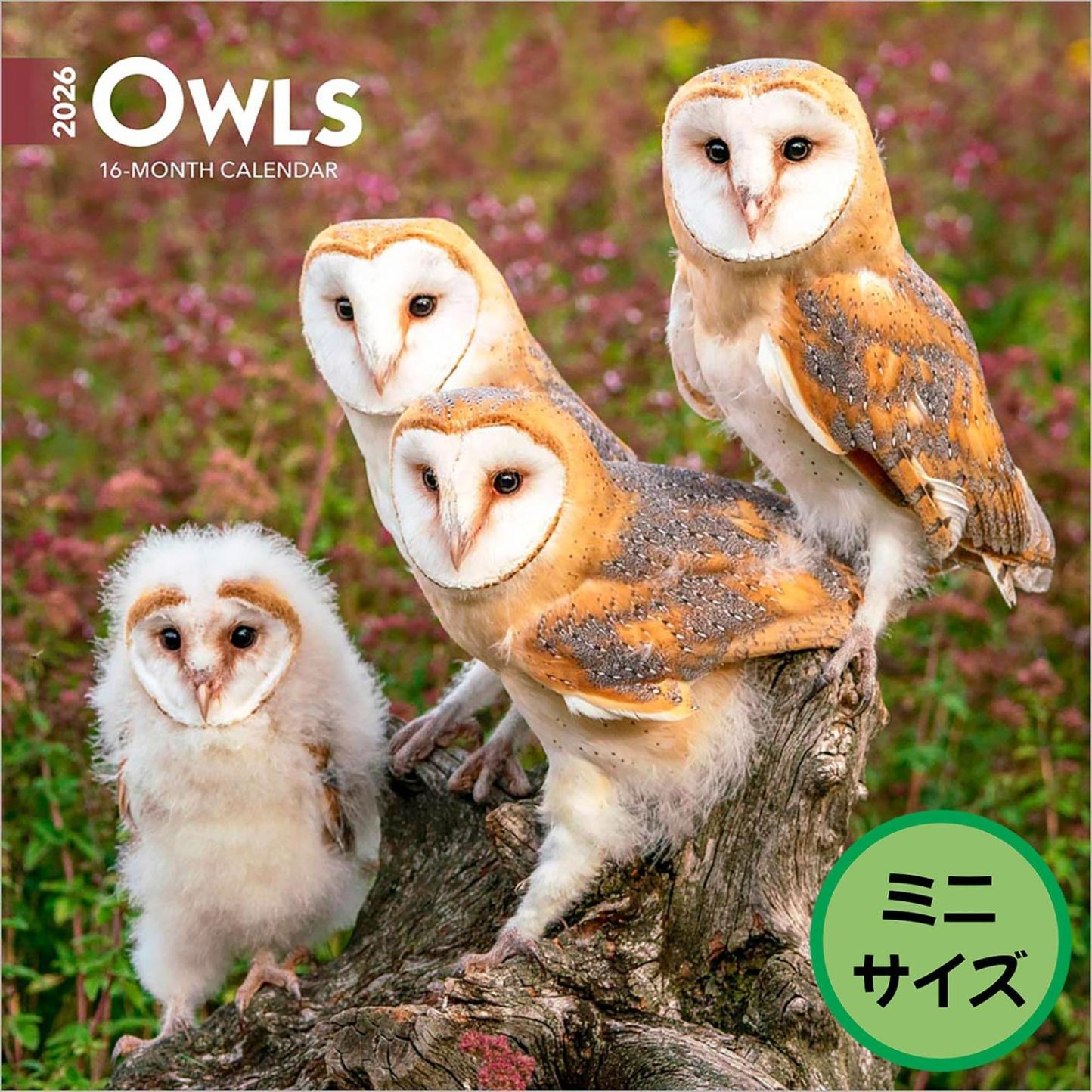 送料無料！輸入版 / 2026年版<br>ふくろう ミニカレンダー / ブラウントラウト<br>【クリックポスト対応／代引き不可】