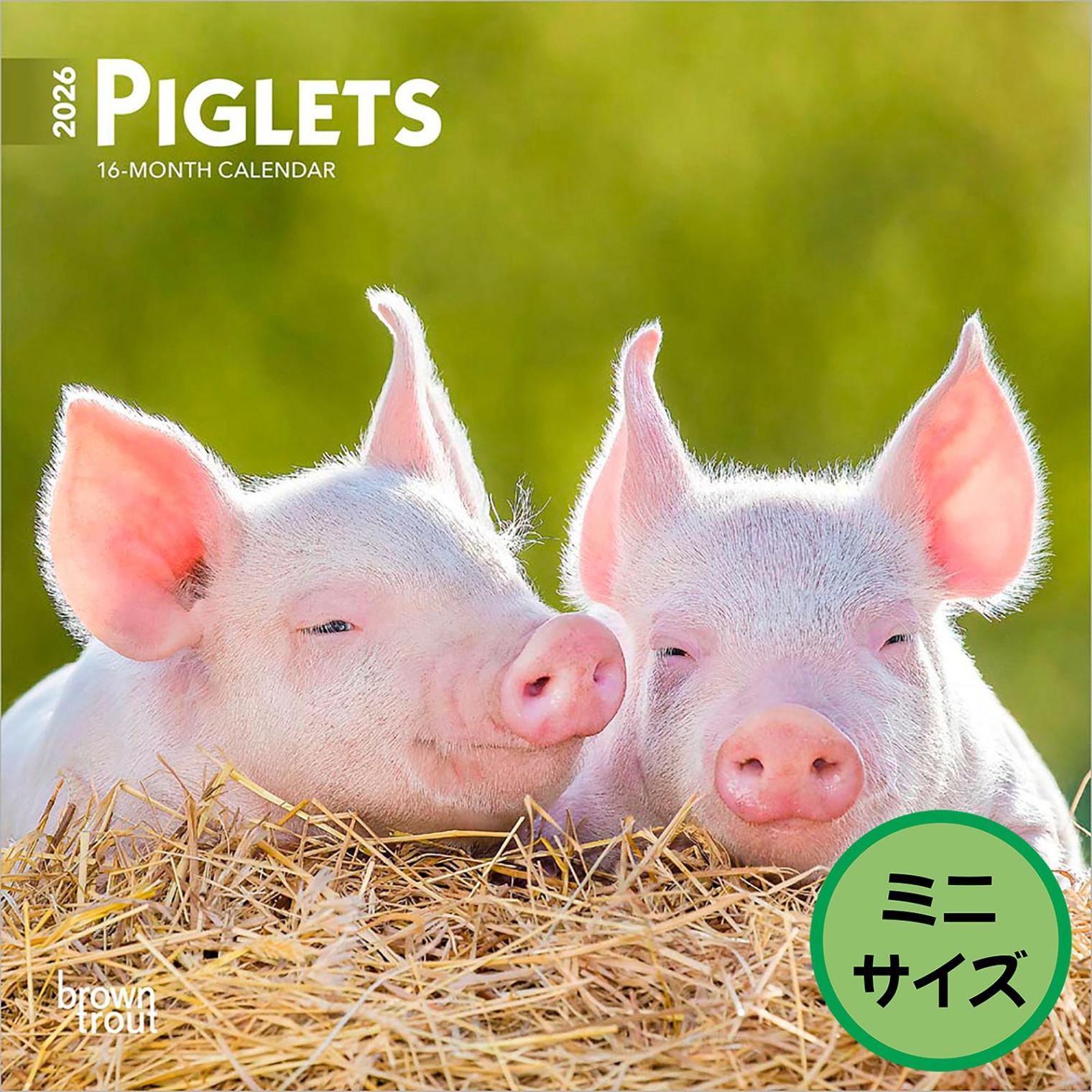 送料無料！輸入版 / 2026年版<br>こぶた ミニカレンダー / ブラウントラウト<br>【クリックポスト対応／代引き不可】