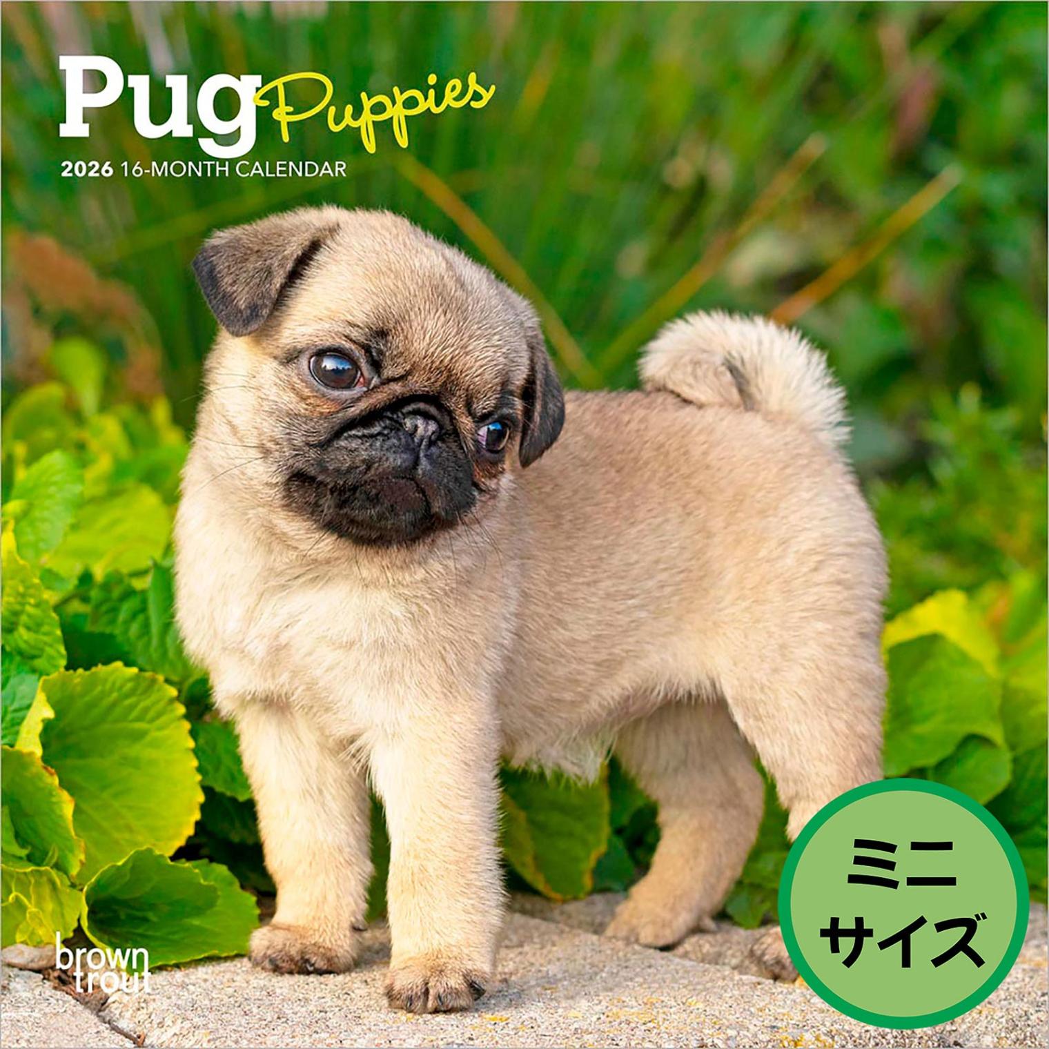 送料無料！輸入版 / 2026年版<br>子犬のパグ ミニカレンダー / ブラウントラウト<br>【クリックポスト対応／代引き不可】