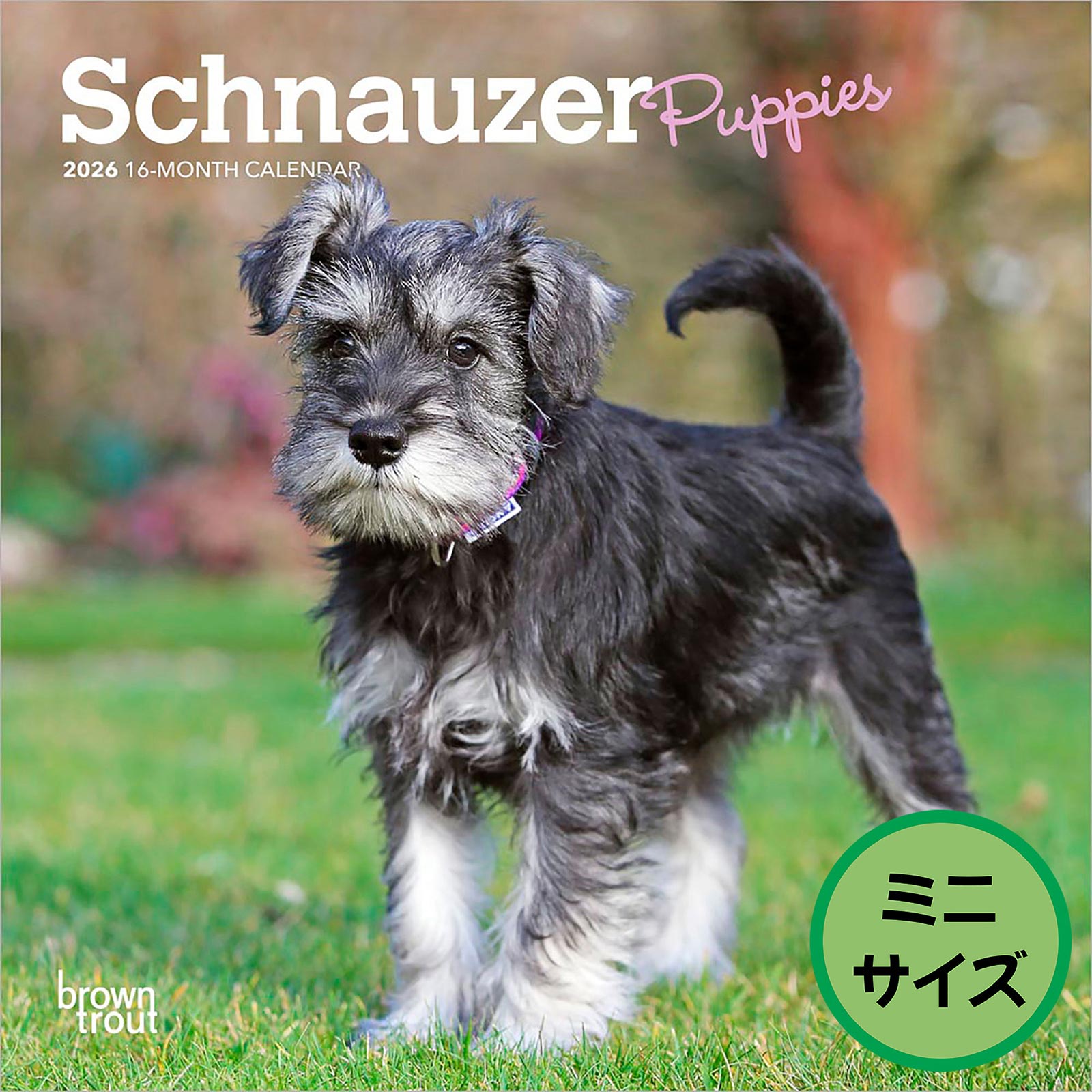 送料無料！輸入版 / 2026年版<br>子犬のシュナウザー ミニカレンダー / ブラウントラウト<br>【クリックポスト対応／代引き不可】