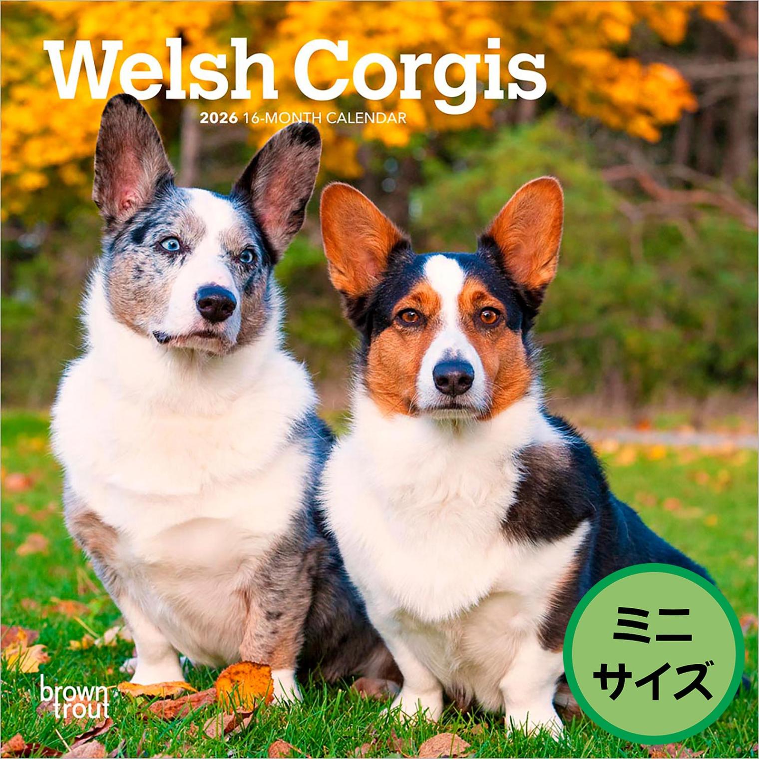 送料無料！輸入版 / 2026年版<br>ウェルシュ・コーギー ミニカレンダー / ブラウントラウト<br>【クリックポスト対応／代引き不可】