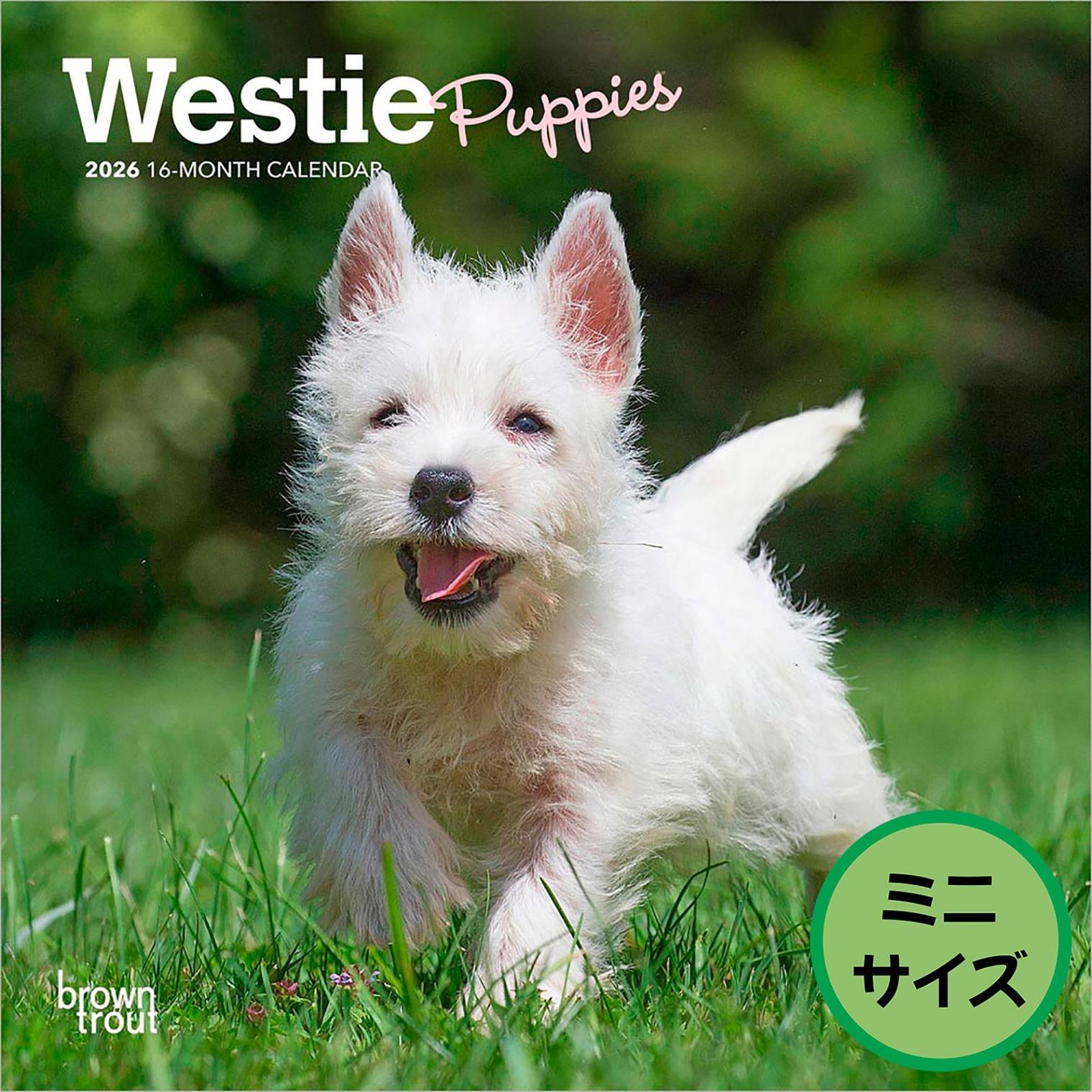 送料無料！輸入版 / 2026年版<br>子犬のウェスティ ミニカレンダー / ブラウントラウト<br>【クリックポスト対応／代引き不可】