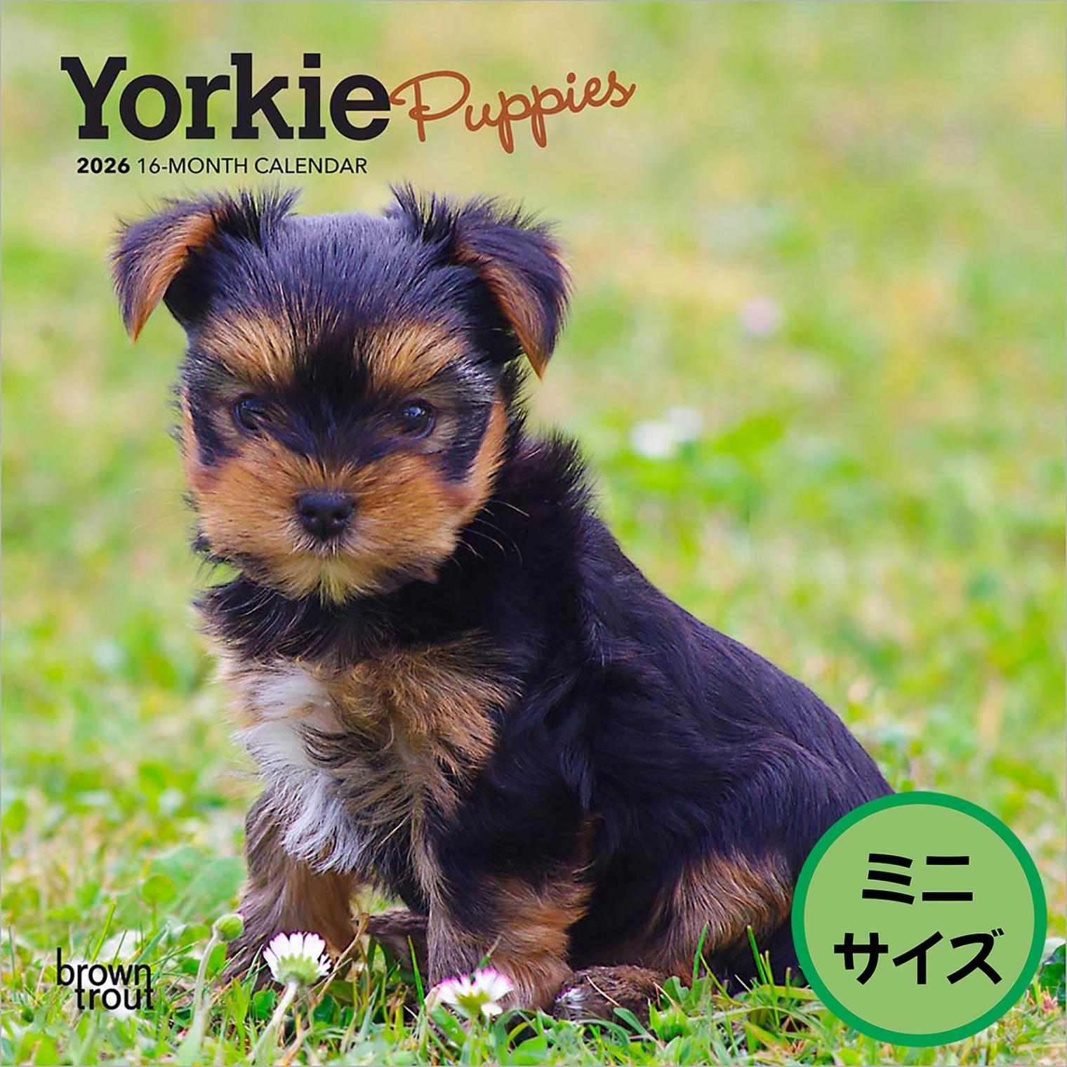 送料無料！輸入版 / 2026年版<br>子犬のヨークシャー・テリア ミニカレンダー / ブラウントラウト<br>【クリックポスト対応／代引き不可】