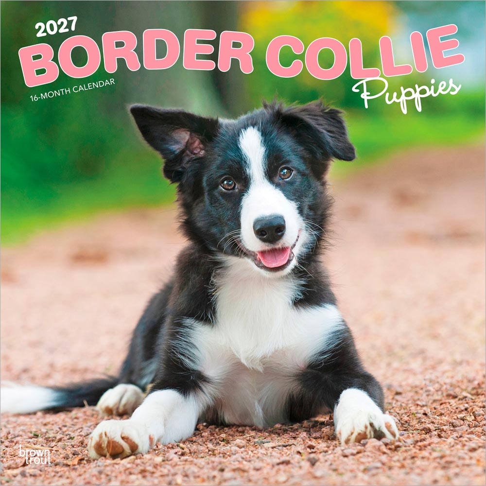 送料無料！（本州のみ）<br>輸入版 / 2027年版<br> 子犬のボーダー・コリー カレンダー 