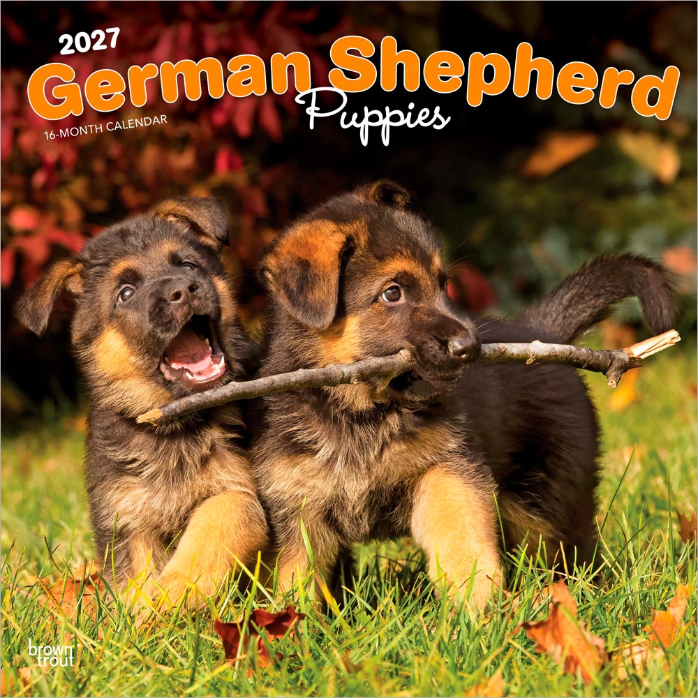 2027年 子犬のジャーマン・シェパード カレンダー 壁掛け 犬 輸入版