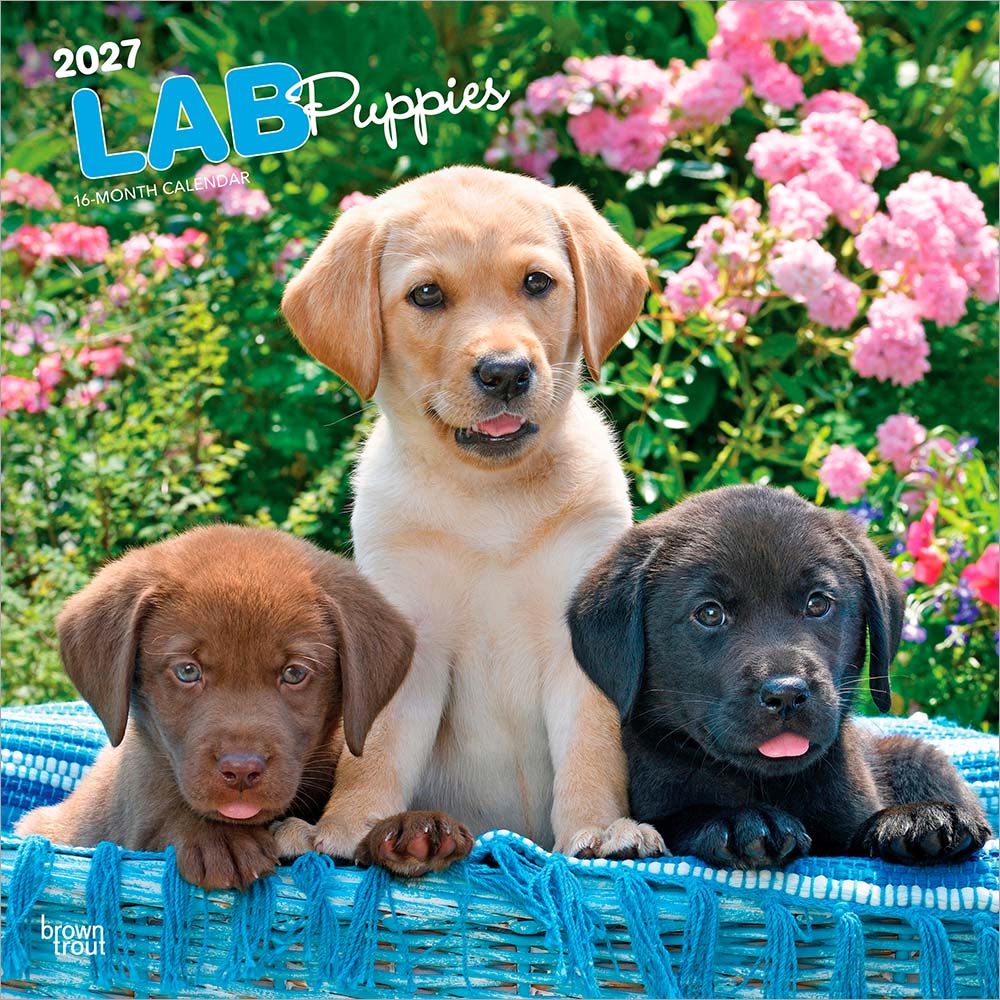 送料無料！（本州のみ）<br>輸入版 / 2027年版<br> 子犬のラブラドール・レトリバー カレンダー