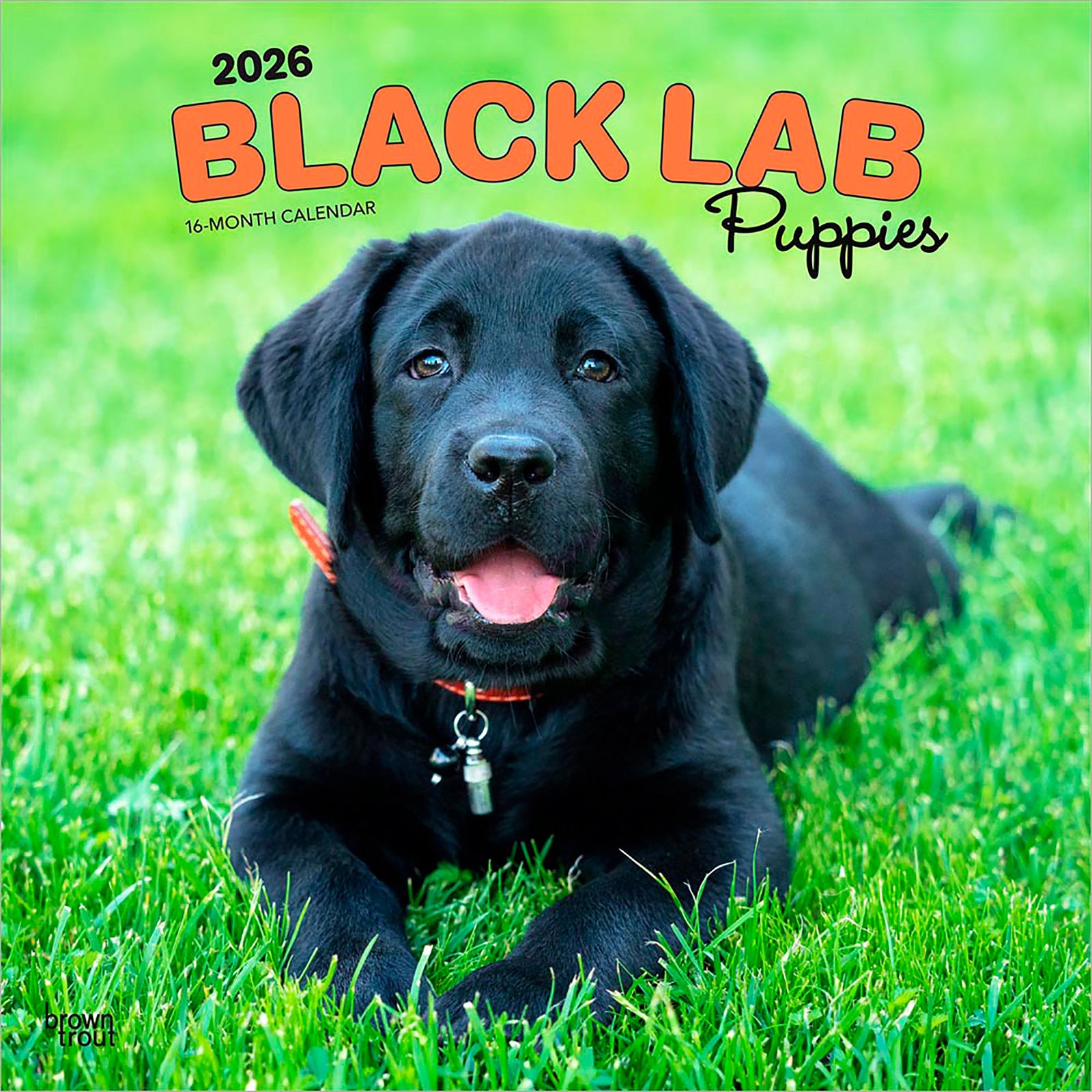 子犬のブラック・ラブラドール・レトリバー 2026年 カレンダー