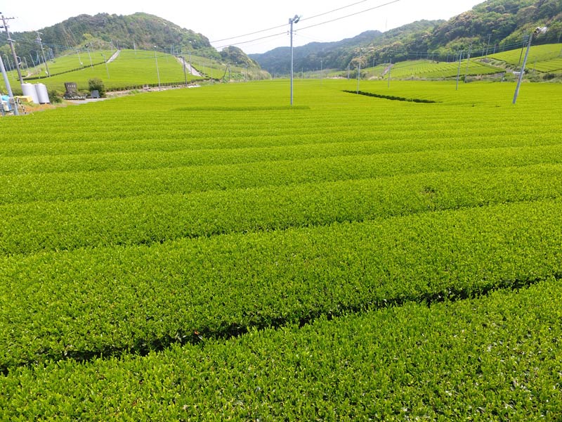 生産者さん(背景)の画像