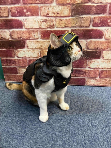 ペット用鎧 ペット鎧ならネットショップaruBuy（あるバイ。）