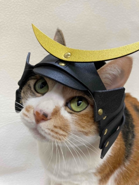 ねこ侍 ペット鎧(猫・小型犬用) – SAMURAI AGE