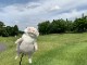 ʡޡۤ꡼եإåɥСϥɥѥڥå5å