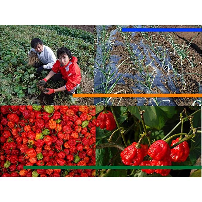 �ڶˤߡ����ƻ����̣�����Ʒ�ɡ���Υ��ѥ��� �ۡ�15�ɡ�