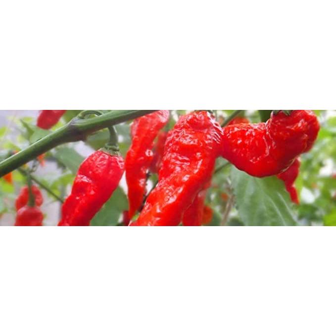 �ˤߡ����ƻ�����Ķ��ɥ顼������ܥ����ڿɤ�20�ܡ�