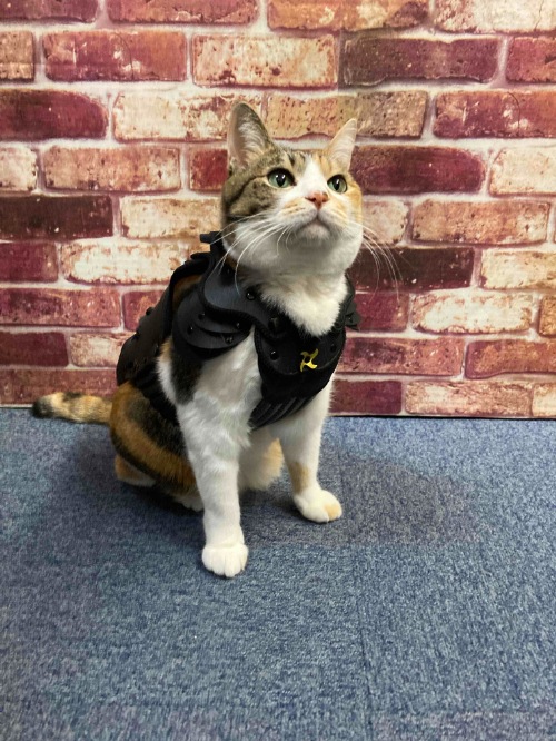 ペット鎧ならネットショップaruBuy（あるバイ。）