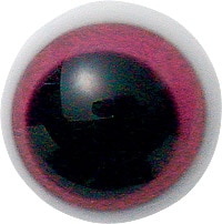 ���󥰥�å��奰�饹���� �ݥ���ܥ��᥸����