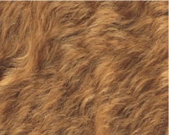 �����꡼��إ� ������ǥ󥿥�