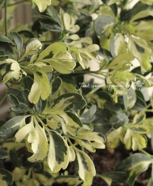 インテリアグリーン*<BR>『シェフレラ・ジェニーネ』<BR>ちょこんと