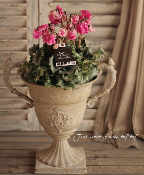 特大　尺鉢　１０号　シクラメン　フリル　ドリームワイン　豪華　蕾多数 特大 尺鉢 10号 シクラメン フリル ドリームワイン 豪華 蕾多数