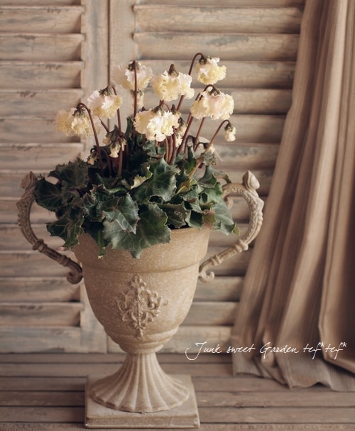 フリル咲き！シクラメン <BR>コロナ <BR>『クリームホワイト』4号鉢