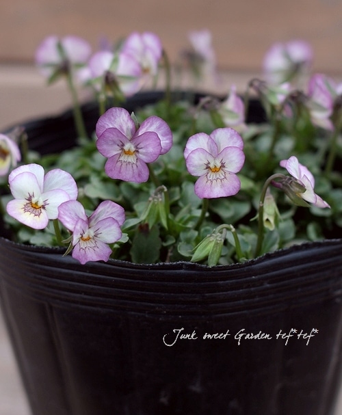 ハンドメイド　ビオラ ゲブラさん】 ビオラ 『ミックス』 2.5寸POT