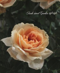 �ߥ˥Х顡�إ⥫�ե��������١�