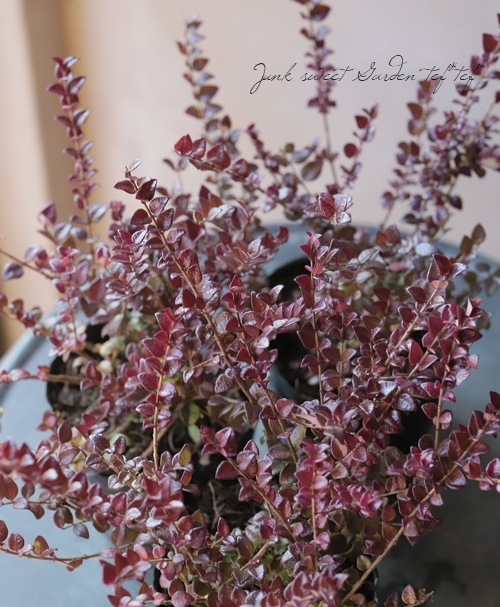 ロニセラ ニティダ レッドチップ すべての商品 Junk Sweet Garden Tef Tef