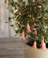 Υ٥뷿֡<BR>쥢ꥹޥ٥<BR>إԥ󥯡4ȭ