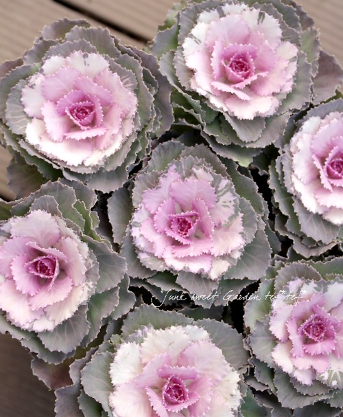 牡丹鈴@ MEXICO66SD に新作が登場。 ユニークなファイヤーパターンを