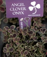 ߤȱݥ󥸥륯С إ˥ 