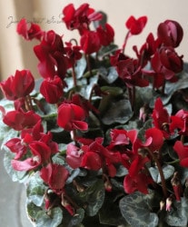 �����ǥ󥷥����󡡡إ��祳��١�