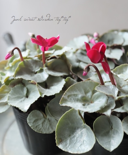 ガーデンシクラメン 銀葉プラチナリーフ 『アフロディーテ』 | すべて