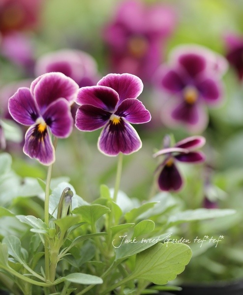 i>Viola</i><BR><BR>小輪ビオラ 『あずき』 | すべての商品 | | Junk