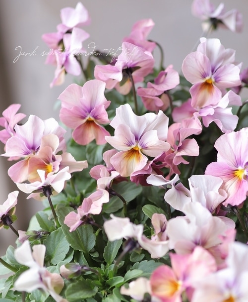 ���ӥ��顦�ʤ��ߤ�⤫���ؤ��󤷤��