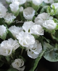 ץ ꥢ ϥ֥åȡإեå