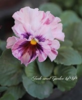 <i>Viola��wittrockiana</i><BR><BR>�ե��ѥ󥸡�<BR>�إ����ƥ��ߥå�����