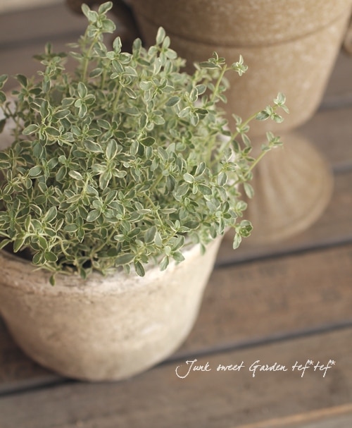 ���פʥϡ��֡��إ���С��������2.5��