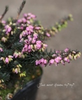 ޥʥ10٤ޤOKꥫ<BR>إ󥷥٥ԥ󥯲