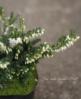 ޥʥ10٤ޤOKꥫ<BR>إ󥷥