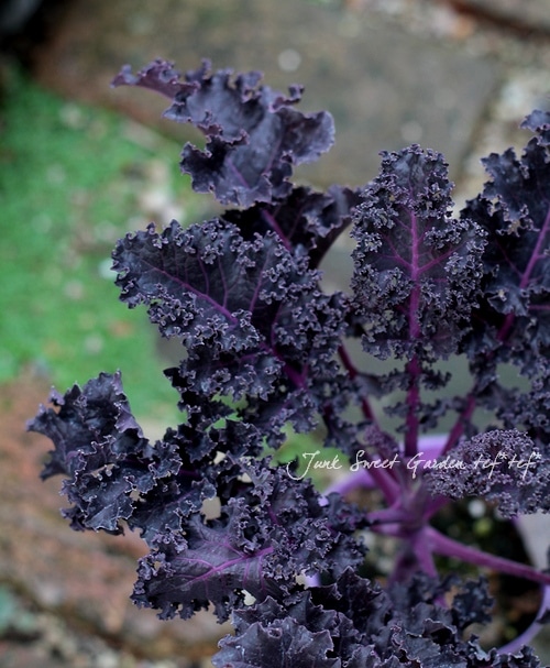 Brassica oleracea var. �ߤ�ȱ�ݤ��󥢡��ȥ٥����֥뤪�����ʥ�����إѡ��ץ�ޥ��å���
