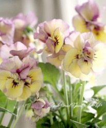 Ȭ�ź餭�ѥ󥸡����إե����꡼���塼��١���礵����إϡ��ǥ��