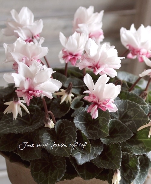 i>Cyclamen persicum</i><BR><BR>八重咲きシクラメン<BR>万重咲き香り