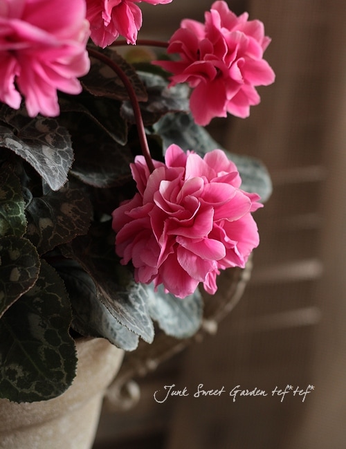 i>Cyclamen persicum</i><BR><BR>八重咲きシクラメン<BR>万重咲き香り